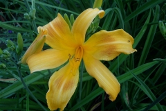 Hemerocallis 'Pink Touch' semi-spider form