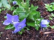 Platycodon grandiflorus 'Sentimental Blue' dwarf balloon flower