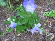 Platycodon grandiflorus 'Sentimental Blue' dwarf balloon flower