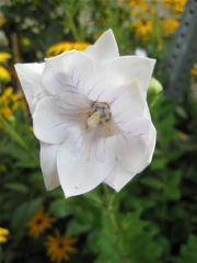 Platycodon grandiflorus, pale pink balloon flower