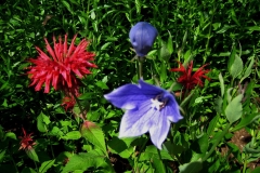 Monarda & Platycodon bee balm and balloon flower