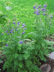 Polemonium caeruleum Jacob's ladder