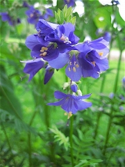 Polemonium caeruleum Jacob's ladder