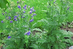 Polemonium caeruleum Jacob's ladder