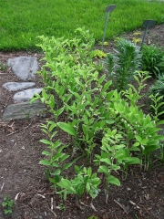 Polygonatum biflorum variegated Solomon's seal
