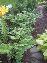 Polygonatum biflorum variegated Solomon's seal