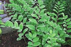 Polygonatum biflorum variegated Solomon's seal