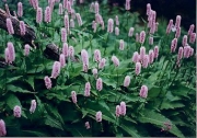 polygonum affine, 'Superba' mid-range closeup