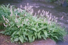 Polygonum affine 'Superba' creeping dock