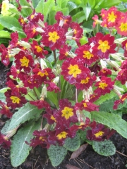 Primula dark red with yellow eye
