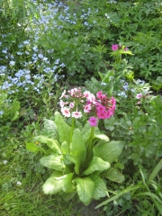 Primula japonica mixed colors