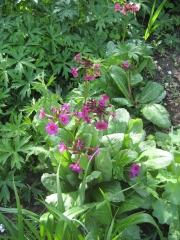 Primula japonica in the shade garden