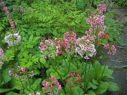 Primula japonica in the shade garden