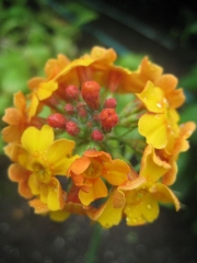 Primula japonica