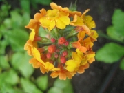 Primula japonica