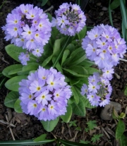 Primula denticulata clump