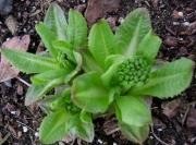 Primula denticulata