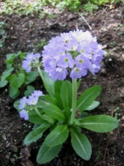 Primula denticulata lavender