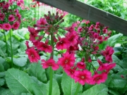 Primula japonica