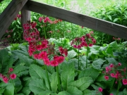 Primula japonica
