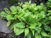 Primula japonica before buds