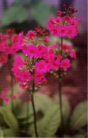 Primula japonica fuchsia