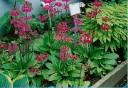 Primula japonica fuchsias