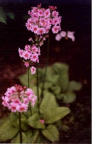 Primula japonica pink eye