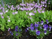 Primula seiboldii medium pink & pansies