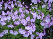 Primula sieboldii pale pink