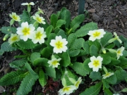 Primula veris