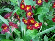 Primula red yellow eye