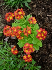 Primula red yellow eye