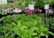 Primulas on the bench