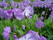 primula seiboldii medium pink
