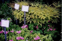 Adiantum & Primula