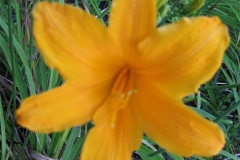 Hemerocallis 'Princess Irene'