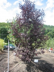 Prunus virginiana 'Canada Red' chokecherry