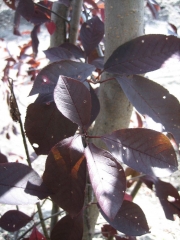 Prunus virginiana 'Canada Red' leaf closeup