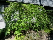 Prunus subhirtella weeping cherry (not hardy in Zone 3)