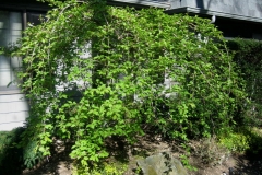 Prunus subhirtella weeping cherry (not hardy in Zone 3)