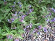Pulmonaria saccharata early bluebells