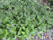 Pulmonaria montana a solid blue bloomer