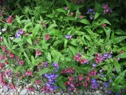 Pulmonaria hybrid