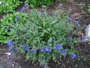 Pulmonaria longifolia 'Barbara Anderson' blue flowers age to pink