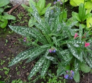 Pulmonaria longifolia