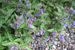 Pulmonaria saccharata early bluebells
