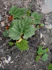 Rheum, rhubarb early in the season