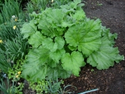 Rheum rhubarb