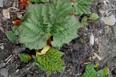 Rheum, rhubarb early in the season
